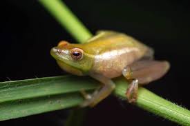 Image result for Acrotome mozambiquensis