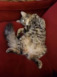 Demet Bayrakgil Adli Kullanicinin Cats And Kittens Panosundaki Pin
