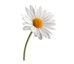 Kamal 2 m indian, hindi, marathi, bengali, gujarati, punjabi, tamil, telugu, kannada, malayalam, nepali modern masculine. Flowers Name In English With Hindi Shiv Kids Education