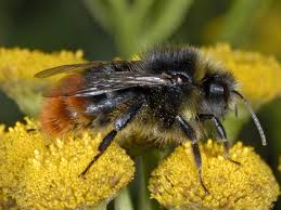Image result for Bombus lapidarius