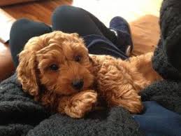 The cavapoo is an adaptable dog that adjusts to various lifestyles. Mini Cavapoo Full Grown Google Search Cavapoo Cavapoo Puppies Tiny Dogs