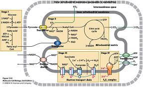 Aerobic Respiration Don T Remember The Equation For This Very Well Oops