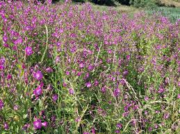 Image result for Epilobium hirsutum