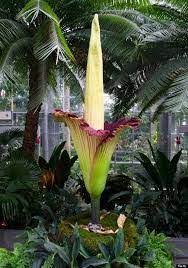Image Result For Flowers Bookies Hd Corpse Flower Weird Plants Rare Flowers