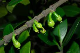 Image result for Garcinia pachyclada