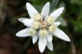 Il nasturzio rampicante è una pianta perenne, dalla fioritura generosa e profumata, che regala cromature gialle e arancioni. Catalogo Piante Sempreverdi E Perenni Da Fiore Per Giardino Planetasrl