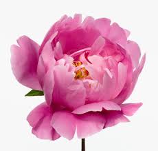 Pin On Flores Lindas