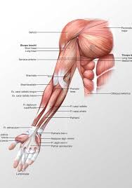 Remembering the action of each one can be quite difficult. Arm Anterior Muscles 3d Illustration Labeled