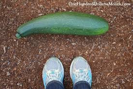 **zucchini and yellow squash need a sunny spot with good drainage and need to be planted where other squashes have not been growing recently. Square Foot Gardening Giant Zucchini Alert One Hundred Dollars A Month
