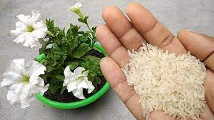 Maybe you would like to learn more about one of these? 23 Best Natural Plant Fertilizer Ideas In 2021 Natural Plant Fertilizer Fertilizer For Plants Fertilizer