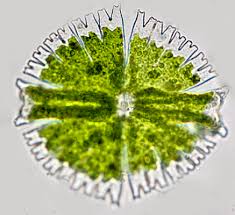 Image result for Micractis