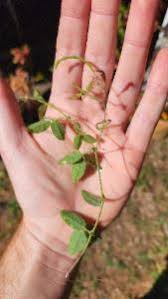 Image result for Desmodium scorpiurus