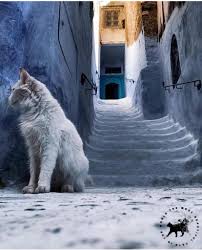 This is one of the most beautiful and attractive cat breeds in the world.these cats are social and never live alone in the house.these cats have a muscular body and beautiful eyes.these cats can be found in many different colors like brown and cream.this cat is very loyal and playful. The Most Beautiful Cats In The World Home Facebook