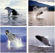 A thoughtful looking humpback whale done in soft tones of nautical blue and white. Ocean Wall Decor Humpback Whale Sea Underwater Animal Picture 16x20 Four Set Art Print Poster Impact Posters Gallery