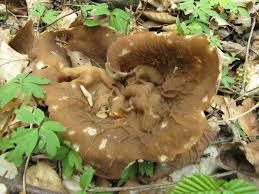 Pilze Mai Pilzfinder Solling De Pilze Pilzbestimmung Pilzvergiftung Infos Vortrage Wanderungen Dassel Einbeck Gunther Schier 37586 Dassel Ot Krimmensen Pilze Fruhjahrspilze Morcheln Truffel Morchella Tuber