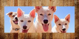 Please check the website gallery. Arizona Cattle Dog Rescue Arizona Cattle Dog Rescue