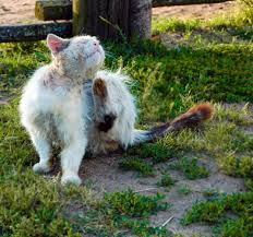 ishal kediye ne verilir kedi hayvanlari blog
