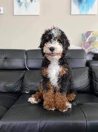 We are a breeder of bernedoodle puppies in ottawa, canada. Honey Creek Puppies Home