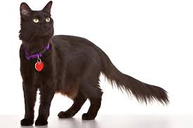 Often thick and plush, these coats can run the gamut in length from just long enough not to if you're looking for long haired black cat breeds, you can definitely find those listed here. Domestic Medium Hair Personality Care And More Aspca Pet Health Insurance