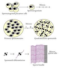 Kinesins Are Involved In Each Step Of Spermatogenesis. Kinesins... |  Download Scientific Diagram