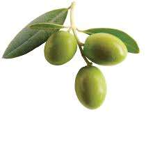 Growing Olive Trees Indoors Houseplant Girl Fruit Olive Fruit Olive Tree