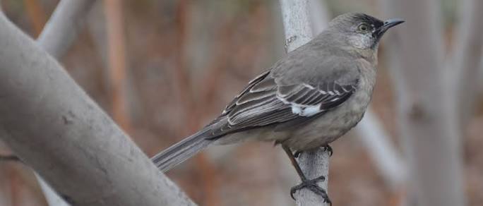 Birds of Brooklyn: Northern Mockingbird - Brooklyn Botanic Garden