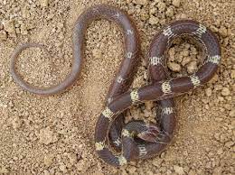 Common Wolf Snake Lycodon Aulicus Snake Snake Bites Colorful Snakes