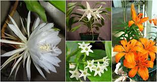The flowers are short lived, and some of these species, such as selenicereus grandiflorus, bloom only once a year, for a single night. Night Flowers The Flowers That Bloom At Night Top 10 Plants Nurserylive Wikipedia