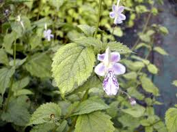 Image result for Isopyrum nipponicum