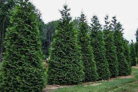 If the winter burn is severe, the entire arborvitae may brown and die. Green Giant Arborvitae For Sale A Privacy Favorite Plantingtree