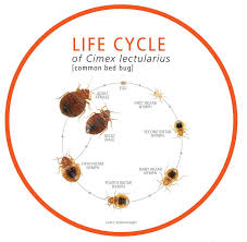A good pest control company will contact you either in person or over the phone after treatment. Bed Bugs Resources Products Mgk Insect Control Solutions
