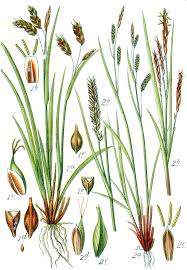 Image result for Carex sp.no.1