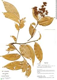 Image result for Ochnaceae