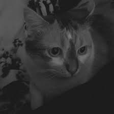 Renee Blocker (jocara92)