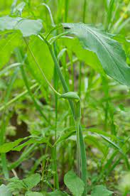 Chair (3) the lieutenant governor in council shall designate one of the members as chair of cossaro. Arisaema Dracontium Wikipedia