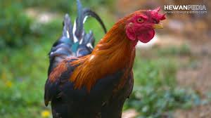 Untuk memastikan lebih lanjut anda harus juga melihat bagian jari kaki ayam petarung tersebut. 9 Ciri Ayam Aduan Katuranggan Dilihat Dari Ciri Kaki Ayam Laga Hewanpedia