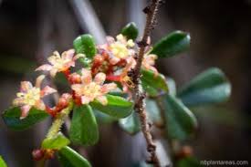 Image result for Phyllanthus beillei