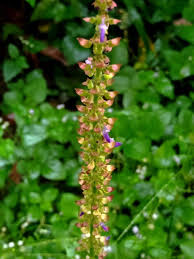 Image result for Ocimum angustifolium