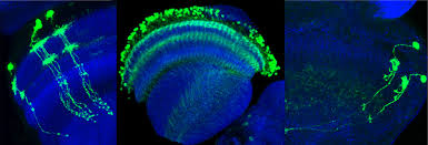 Image result for Behnia