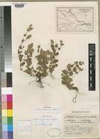 Image result for Nelsonia smithii