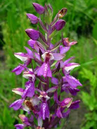 Image result for Brachycorythis congoensis