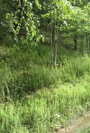 Image result for Conyza limosa