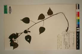 Image result for Laportea ovalifolia