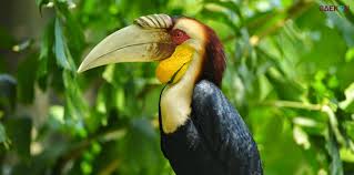 Kemudian burung jantan memberi makan burung betinanya melalui sebuah lubang kecil selama masa inkubasi, dan berlanjut sampai anak mereka. Fakta Burung Enggang Rangkong Yang Terancam Punah Gaekon