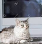 American Shorthair Silver Tabbies - Silver Shorthairs