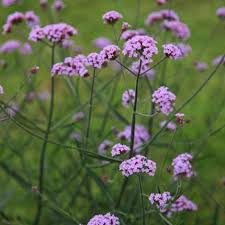 Maybe you would like to learn more about one of these? Buy Verbena Verbena Bonariensis Lollipop Pbr 5 99 Delivery By Crocus