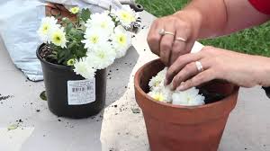 Have you been ensuring that self care is part of your normal routine? How To Propagate Mums By Cuttings Planting Caring For Mums Youtube Caring For Mums Plants Propagating Plants