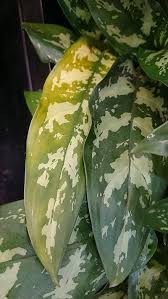 There are a few different ways to tell if your chinese evergreen is consuming too much water. Aglaonema Chinese Evergreens Guide Our House Plants