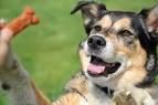 German Shepherd Border Collie Mix: Everything You Need To ...