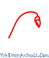 How To Draw A Budgie Don't forget about the tiny curve on the right for the lower beak (01 min 00 sec). how to draw a budgie
